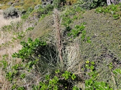 Aciphylla squarrosa squarrosa