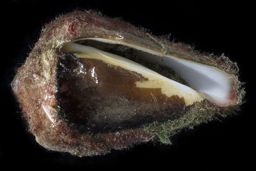 Conus quercinus, 2017-05-26