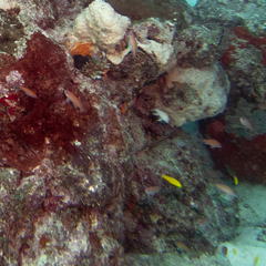 Pseudanthias hypselosoma