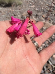 Penstemon pseudospectabilis