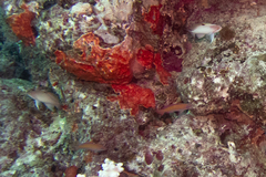 Pseudanthias hypselosoma