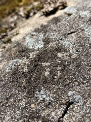 Montanelia sorediata