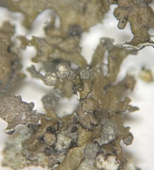 Montanelia sorediata