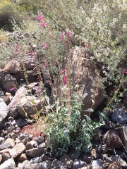 Penstemon pseudospectabilis