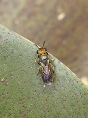 Crewella