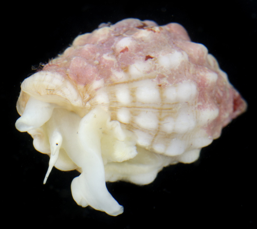 Vexillum cancellarioides observed 2017-05-25