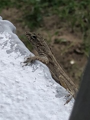 Anolis cristatellus
