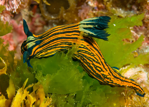 Tyrannodoris luteolineata