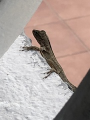 Anolis cristatellus
