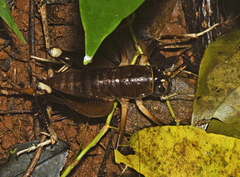 Penalva flavocalceata
