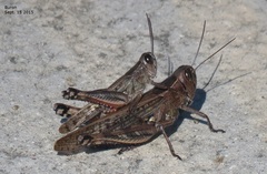 Shirakiacris shirakii
