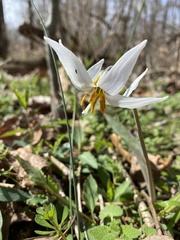 Erythronium albidum