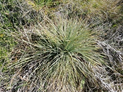 Aciphylla squarrosa squarrosa