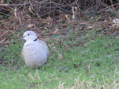 Streptopelia decaocto