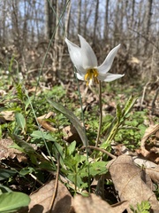 Erythronium albidum