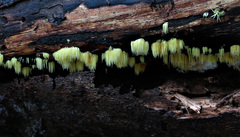 Physalacria sulphurea