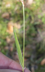 Luzula comosa comosa