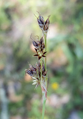 Luzula comosa comosa