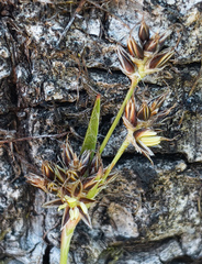 Luzula comosa comosa