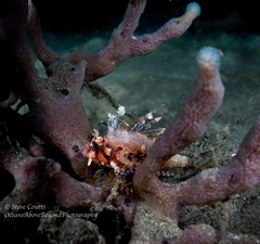 Dendrochirus brachypterus