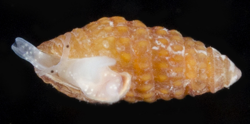 Carinapex observed 2017-05-26