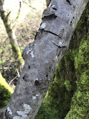 Populus trichocarpa