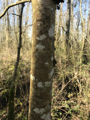 Populus trichocarpa
