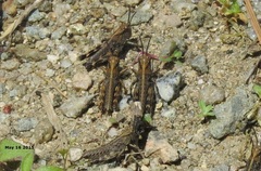 Ognevia longipennis