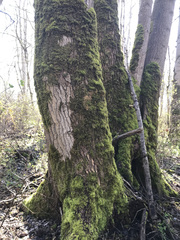 Populus trichocarpa