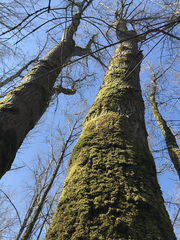 Populus trichocarpa