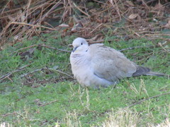 Streptopelia decaocto