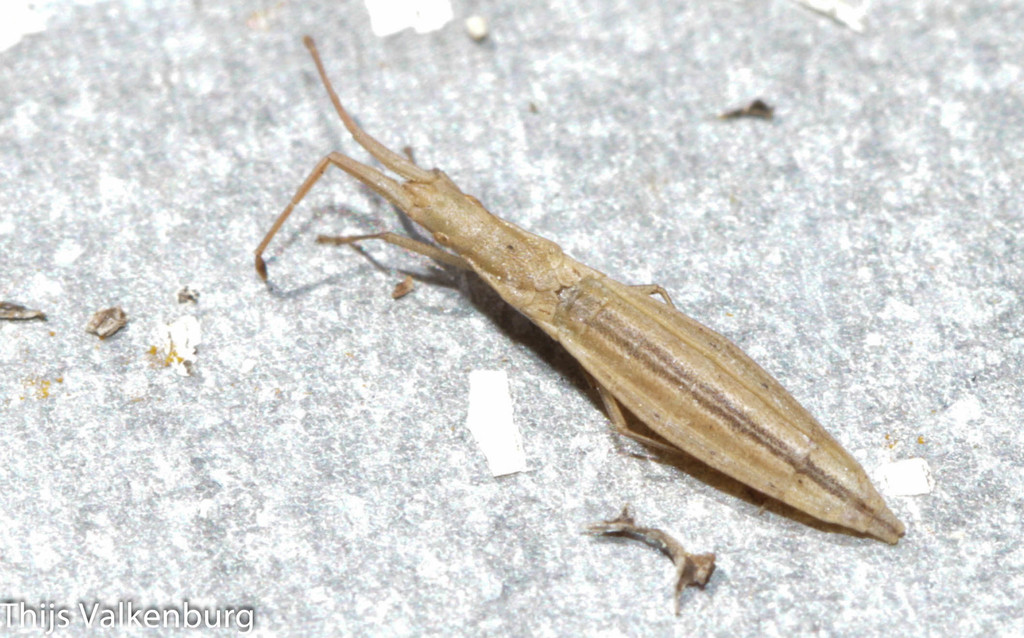 Prionotylus brevicornis
