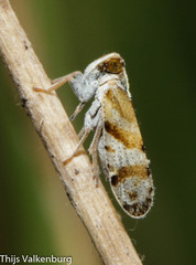 Tachycixius venustulus