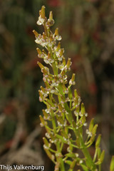 Triglochin barrelieri