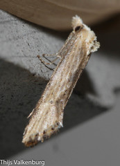 Cochylimorpha decolorella