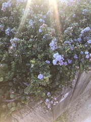 Ceanothus prostratus