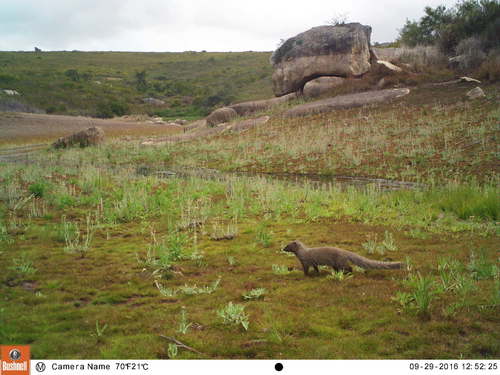 Cape Gray Mongoose (Herpestes pulverulentus)