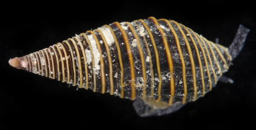 Turridrupa bijubata observed 2017-05-27