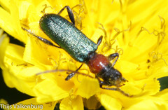 Cartallum ebulinum