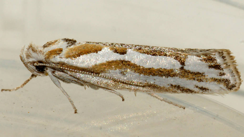 Thudaca calliphrontis