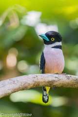 Black-And-Yellow Broadbill photo 3