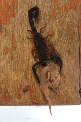 Centruroides gracilis