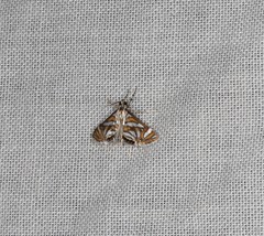 Anydraula pericompsa