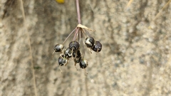 Nothoscordum andicola