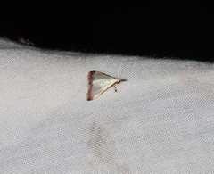 Autocharis hedyphaes