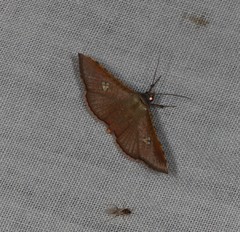 Banisia