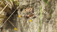 Nothoscordum andicola