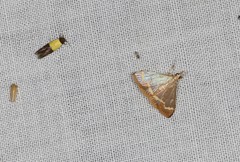 Clupeosoma pellucidalis