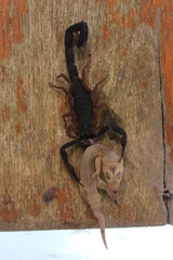 Centruroides gracilis