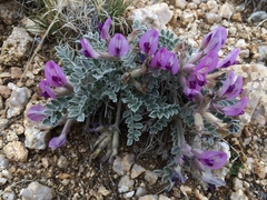 Astragalus newberryi